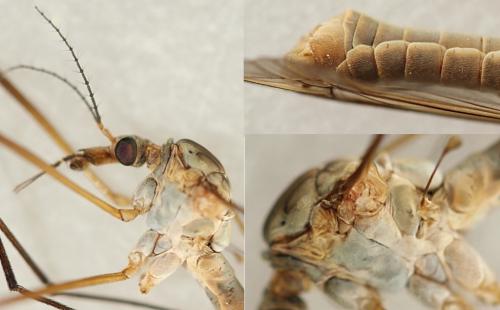 Tipula paludosa